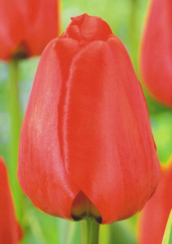 100 tulpenzwiebeln apeldoorn - 100,