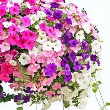 Hänge-PETUNIE 'Pendula Mix' 500 Samen PETUNIA x HYBRIDA seeds Dauerblüher