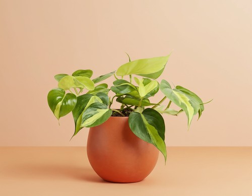 Philodendron hederaceum brasil - philodendron,