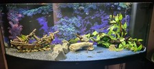 Aquarium komplett mit - aquarium,