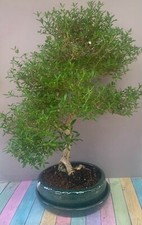 Bonsai Serissa foetida 55 cm, 10 Jahre – “Baum der tausend Sterne” – in Blüte!