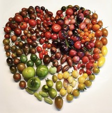 Tomatensamen Tomaten Samen Saatgut - bunte Mischung - 10 Samen  Mix Überraschung