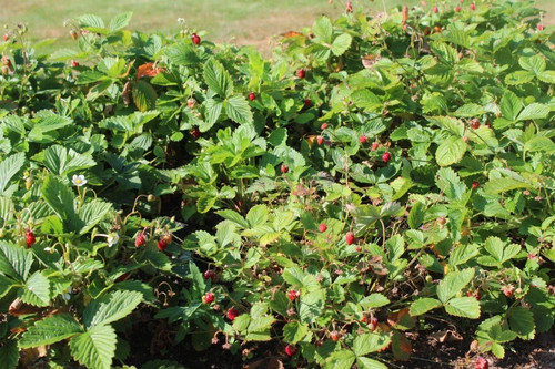 100 walderdbeeren erdbeeren - 100,