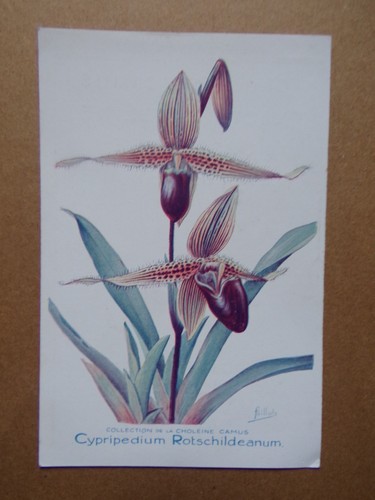 Orchidee karte cypripedium - orchidee,