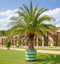 Samen von der DATTEL-PALME