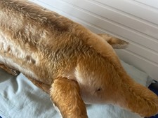 Steiff Wildschwein 50er Jahre 60 cm lang