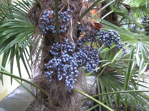Palmen samen trachycarpus - 40,