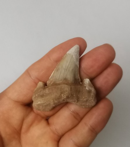 Obliquus teeth from morocco - from,