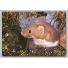 Vintage Steinmarder Stone