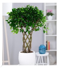 Ficus nitida "Geflochtener
