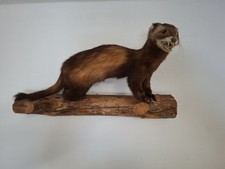 altes Iltis Präparat zum hängen,Polecat 