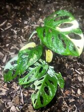 Monstera adansonii ‚Archipelsgo‘ variegata