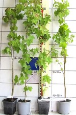 Liquidambar styraciflua  /  Amberbaum   -Pflanze-