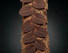 NatureHolic Pothos pugnax Red