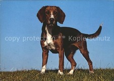 Hunde Beagle
