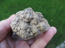 Stromatolith aus Messinghausen in NRW
