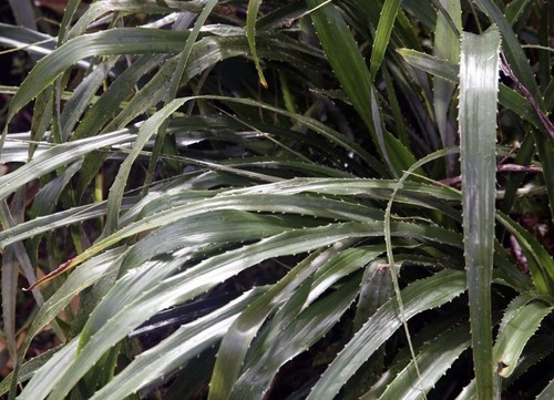 Pitcairnia angustifolia - , 25