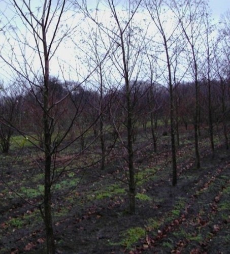 Betula maximowicziana - ,