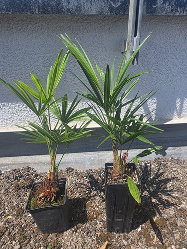 Trachycarpus fortunei - trachycarpus,