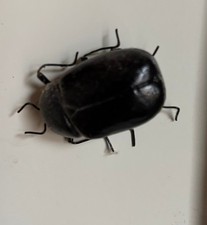 Kühlschrank Magnet Scarabeus Käfer 3 D