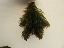 1 Bund Wasserpflanzen, Teichpflanzen, Ceratophyllum, Hornkraut Aquarium