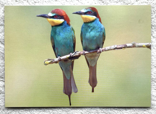 Postkarte bienenfresser - postkarte,