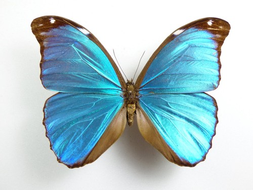 Morpho menelaus terrestris