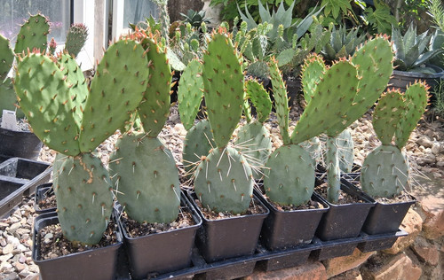 Opuntia phaeacantha persimon - opuntia, "persimon"