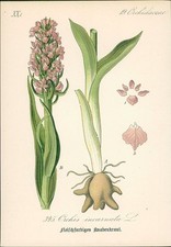 Chromolithographie : Fleischfarbiges Knabenkraut. Orchis incarnata L. Orchidacea