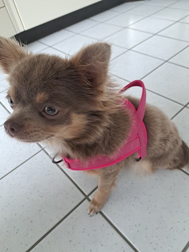 Hundegeschirr brustgeschirr - hundegeschirr, xs