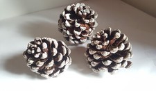 Pinienzapfen XL natur Zapfen