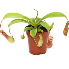 Exotenherz - Kannenpflanze - Nepenthes - 9cm Topf
