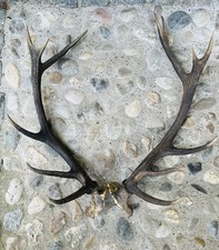 Hirschgeweih 14-Ender