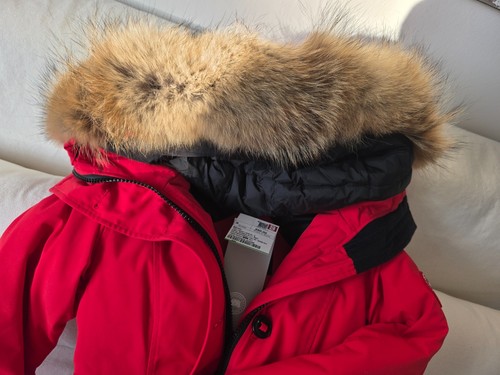 Canada goose rossclair daunen - goose,