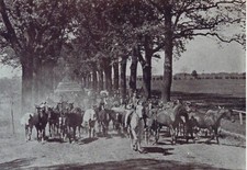 Trakehnen- Ausritt der