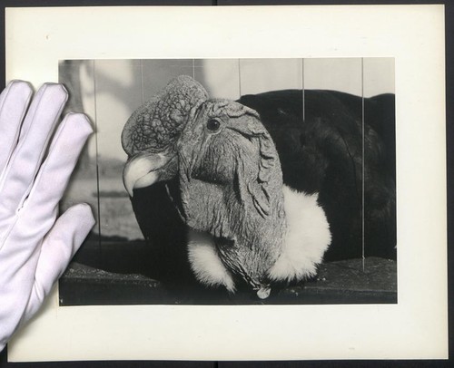 Fotografie vogel kondor - vogel,