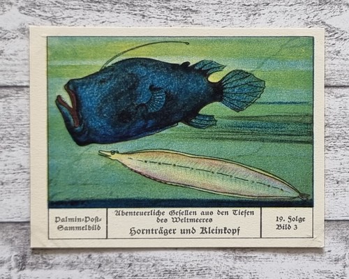 Hornträger kleinkopf - hornträger,
