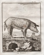 boar Wildschwein Schwein