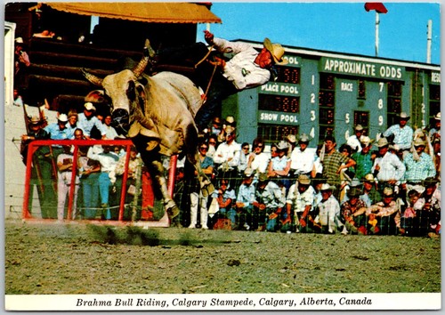 Brahma bull riding - brahma,