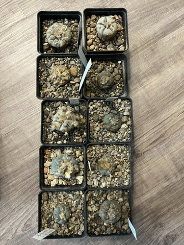 Ariocarpus kaktus spez - kaktus,