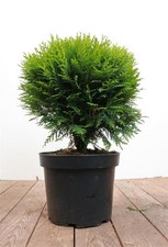 Thuja occidentalis 'Danica', Kugel-Lebensbaum, immergrün, 30–40 cm