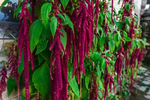 1000 samen gartenfuchsschwanz - samen,