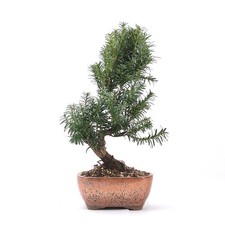 Bonsai eibe hybrid - bonsai,