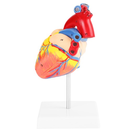 Anatomisches herzmodell - herzmodell, im