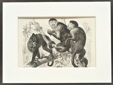 Kapuziner Affe Druck - 1893 montiert antike Schwarzweiß Gravur