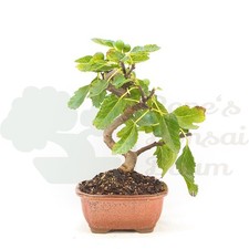 BONSAI Essfeige 'Ficus carica' inkl. Schale.