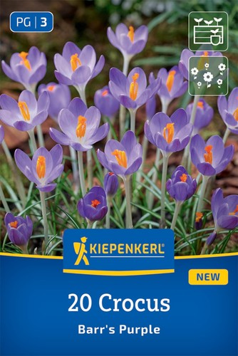 Kiepenkerl botanischer krokus - kiepenkerl,