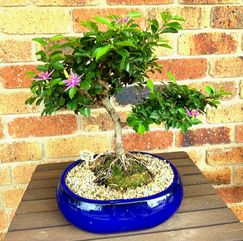 Bonsai samen kreuzbeere - bonsai,