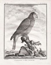 Amazon Amazona Parrot Papagei