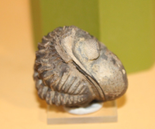 Viaphacops orurensis